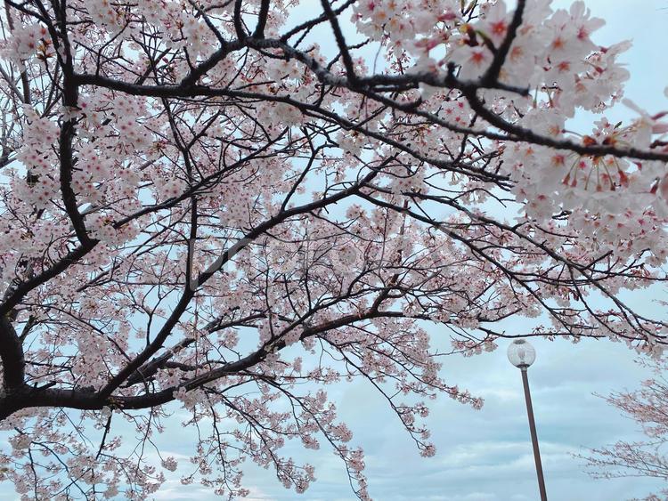 桜と街灯 桜,花,植物の写真素材