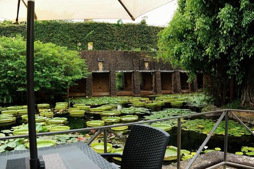 オオオニバスと緑の回廊 熱帯ドリームセンター,海洋博公園,オオオニバスの写真素材