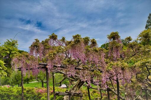 枝ぶりが豪華なピンク藤 春,花,藤の花の写真素材
