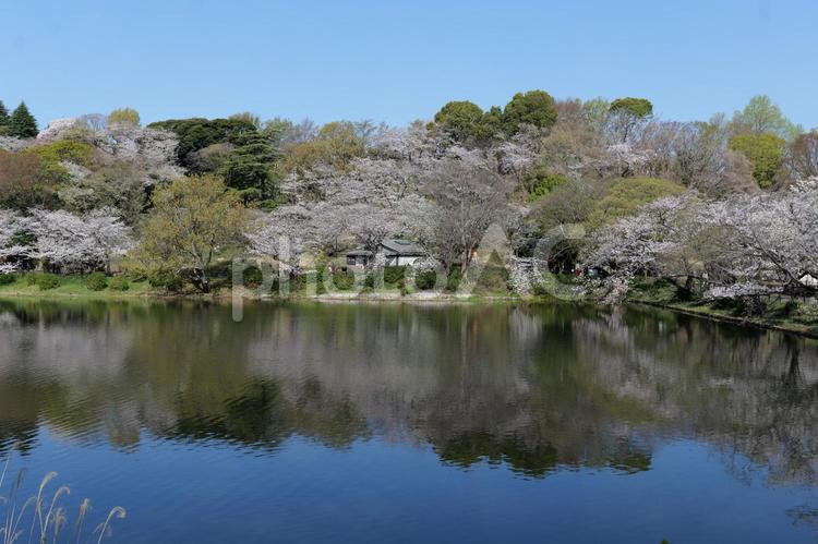 横浜, 三ツ池公園の桜と池 桜,三ツ池公園,横浜の写真素材