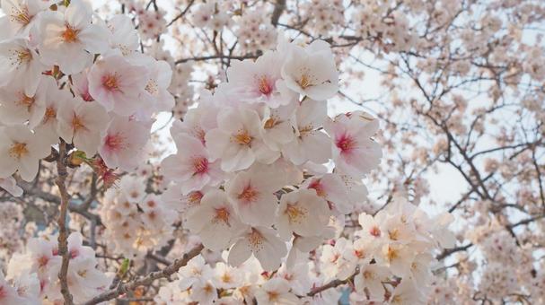 Photo, spring, sakura, flower, 