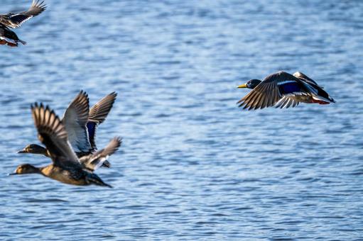 マガモの飛翔⑴ 鳥,マガモ,カモの写真素材
