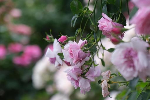 薔薇 薔薇の写真