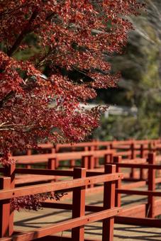 赤い橋と真っ赤な紅葉 赤い橋と真っ赤な紅葉の写真