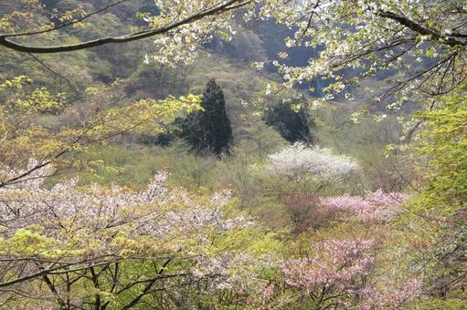山の景色 山の景色の写真
