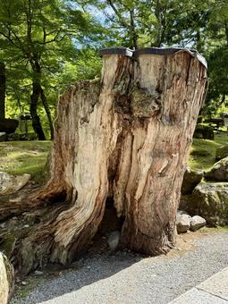 永平寺 夏の境内 切り株 永平寺 夏の境内 切り株 切り株,永平寺,福井の写真素材