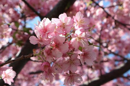 桜 桜の写真