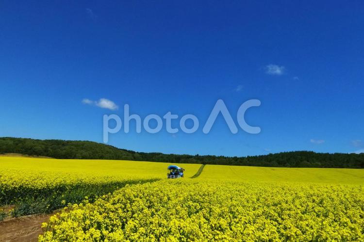 黄色いじゅうたんの菜の花畑 菜の花畑,観光地,コピースペースの写真素材