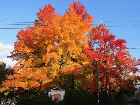 我が街の紅葉 紅葉,秋,赤の写真素材
