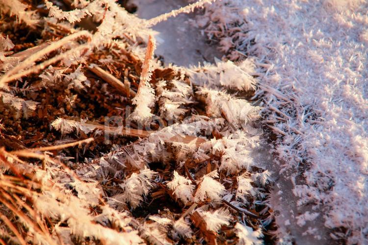 フロストフラワー 雑草の樹氷 フロストフラワー,樹氷,太陽光の写真素材