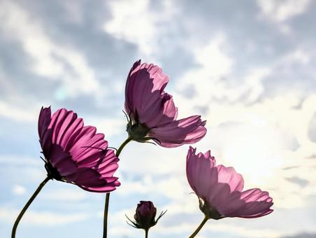 夕陽とコスモス 夕陽とコスモスの写真