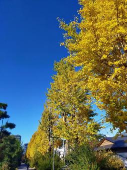 公園 福岡,秋,公園の写真素材