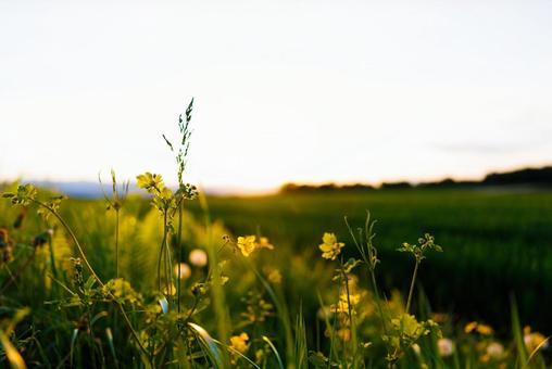 Photo, grass dyed in sunset, weed, grass, 