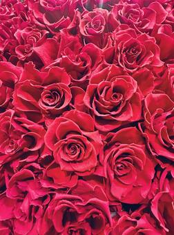 バラ 薔薇,バラ,花の写真素材