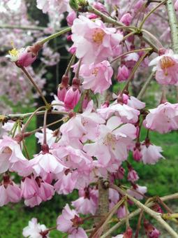 桜 桜の写真
