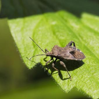 Photo, oyster bug, stink bug, insect, 