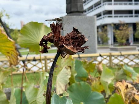 枯れたハスにとまるアキアカネ アキアカネ,トンボ,ハスの写真素材