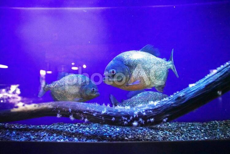 水族館の人気者 水族館,水,コピースペースの写真素材