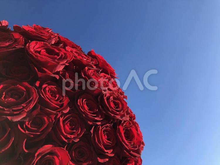 青空と赤いバラ バラ,花束,赤の写真素材