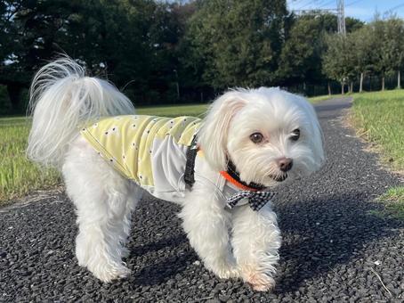 犬の散歩 犬の散歩の写真