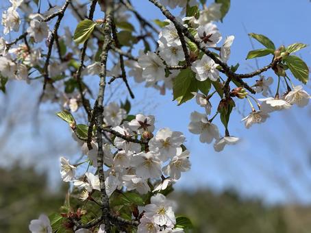 cherry blossoms, cherry blossoms, cherry blossoms, flower, JPG