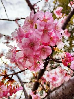満開の河津桜 満開の河津桜の写真