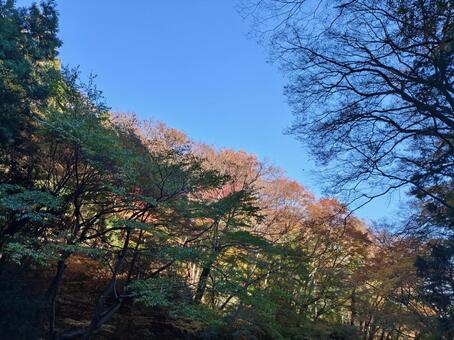 岐阜県-養老公園-紅葉 養老公園,公園,木の写真素材