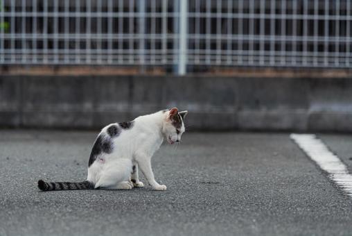 どうしようか考える牛柄猫 牛柄猫,cawcat,ハチワレ猫の写真素材