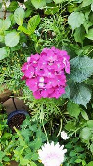 紫陽花 紫陽花の写真
