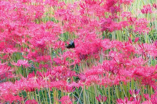 鮮やかな彼岸花の蜜を吸うクロアゲハ 鮮やかな彼岸花の蜜を吸うクロアゲハ 彼岸花,花,赤色の写真素材