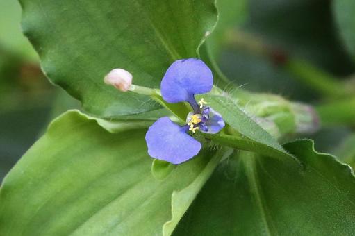 マルハツユクサ マルハツユクサ 植物,雑草,ツユクサの写真素材