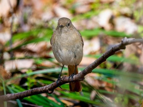 枝にとまるジョウビタキのメス・ジョビコ 枝にとまるジョウビタキのメス・ジョビコの写真