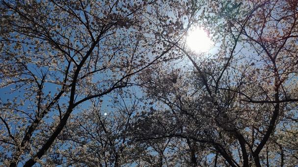 Photo, cherry blossoms, yoshino cherry tree, flower, 