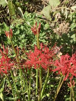 red spider lily, JPG