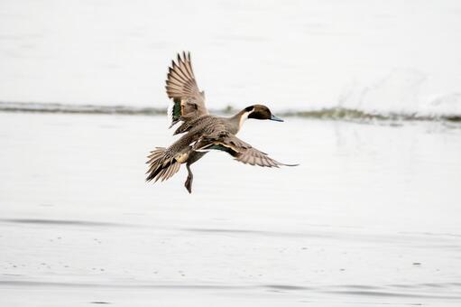 オナガガモの着水(22) 鳥,カモ,オナガガモの写真素材