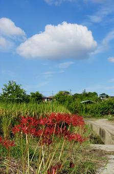 彼岸花の咲く頃 彼岸花の咲く頃の写真