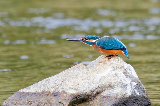 飛び出そうとするカワセミ雄 カワセミ,川蝉,翡翠の写真素材