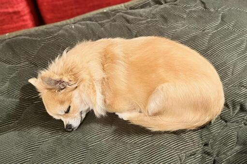 丸まって寝る犬 犬,チワワ,ペットの写真素材