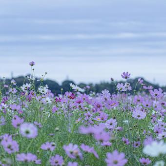 曇りの日の早朝のコスモス畑 曇りの日の早朝のコスモス畑の写真
