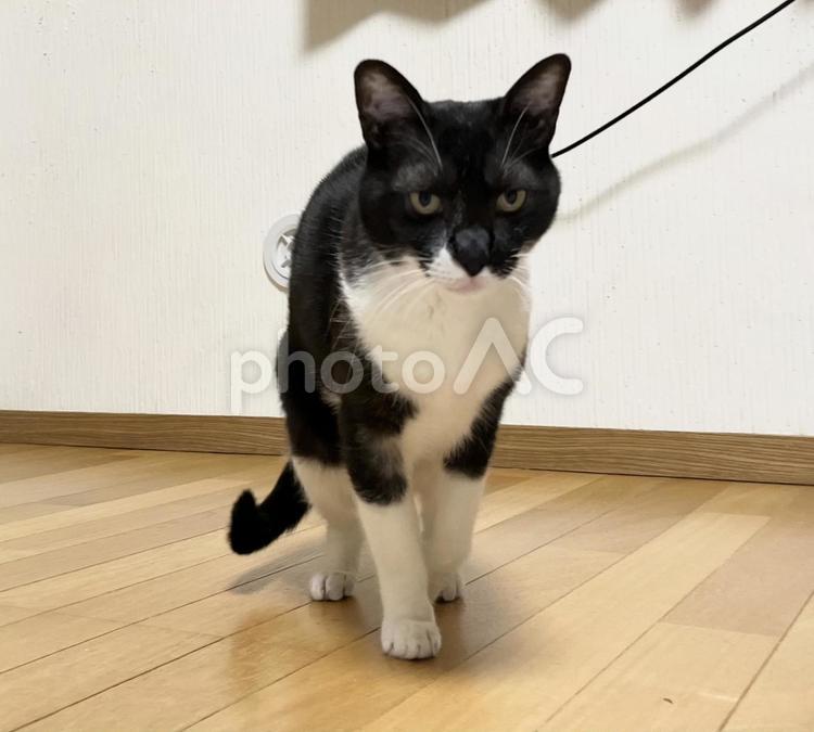 こちらに歩いてくる白黒猫 ハチワレ,ペット,リラックスの写真素材