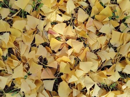 イチョウの絨毯 イチョウ,落ち葉,黄色の写真素材