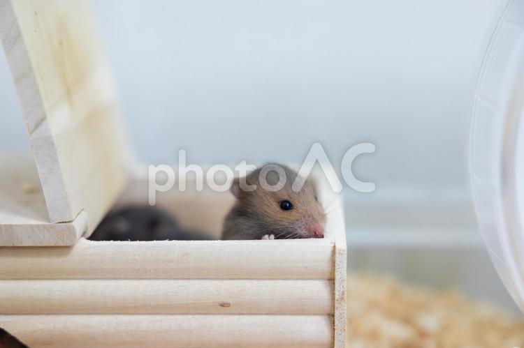 ゴールデンハムスターの赤ちゃん ゴールデンハムスター,動物,ペットの写真素材