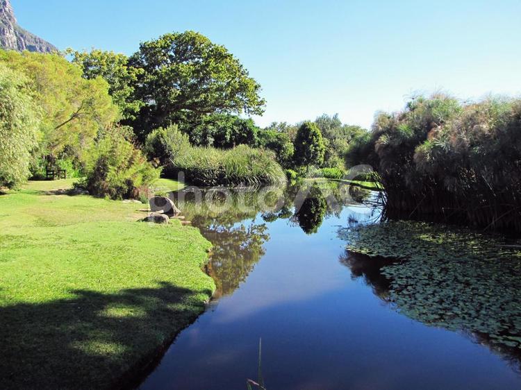 南アフリカ　カーステンボッシュ植物園　池 南アフリカ,カーステンボッシュ植物園,池の写真素材