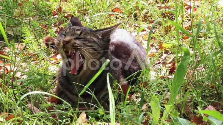 香箱座りをしながら雄叫びをあげる猫様 猫,キジトラ,香箱座りの写真素材