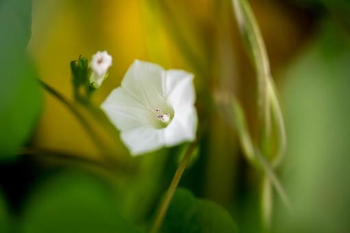 マメアサガオの写真