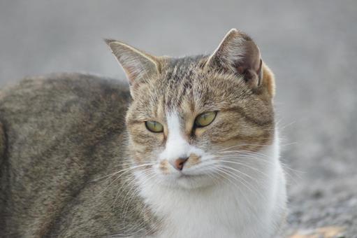 ねこ ねこ にゃんこ,可愛い,野良猫の写真素材
