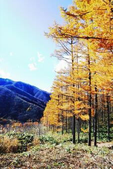落葉松風景 落葉松風景の写真