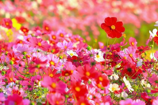 群生する爽やかな色とりどりのコスモスの花 群生する爽やかな色とりどりのコスモスの花の写真