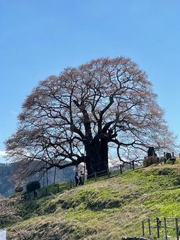 cherry blossoms, JPG