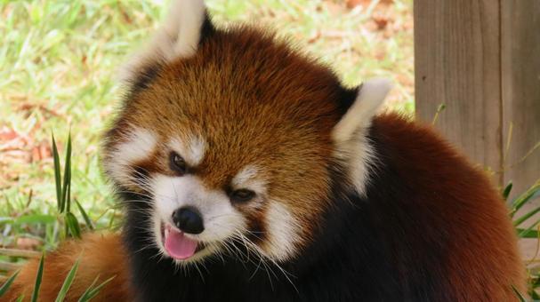 レッサーパンダ レッサーパンダ レッサーパンダ,パンダ,動物園の写真素材